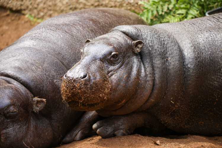 Gloria-Pygmy-Hippo-Edinburgh Zoo