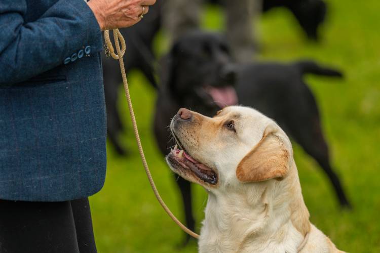 PW_Border_Union_Dog_Show_2024_61