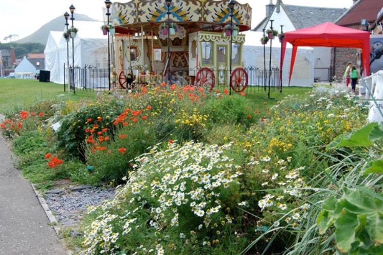 coastal-wildflower-bed-native-flora