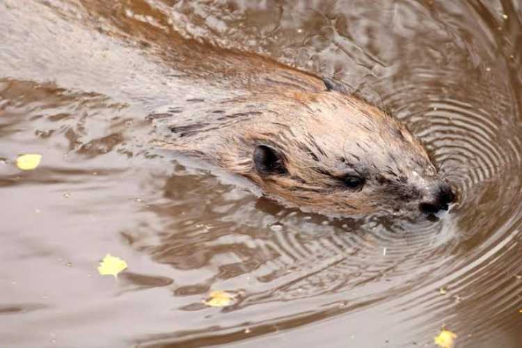 Beavers on Tweed