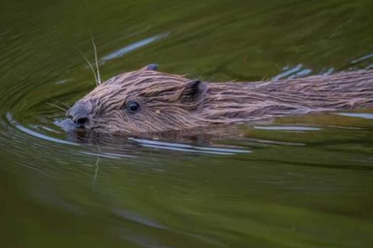 Beavers on Tweed