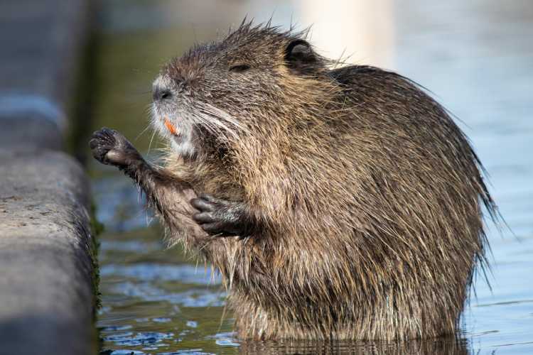 BEAVER nathan-cima-Wc_JIjVmN8Y-unsplash