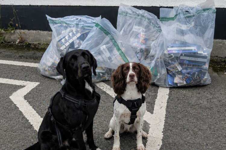 Specialist detection dogs Boo and Rosie who were involved in the operation.