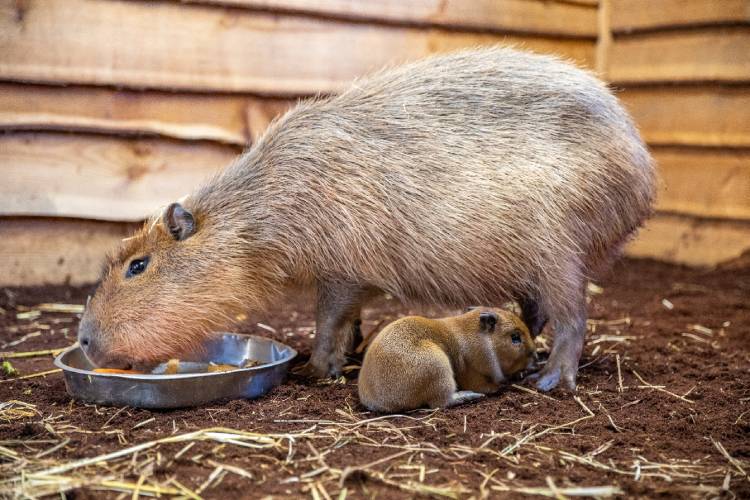 Edinburgh Zoo’s capybara Luna with one of her three newborn pups, born on October 28. Credit: RZSS/Edinburgh Zoo